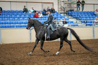 2020 - AB Morgan Horse - Sat, Sept 05 - 13577