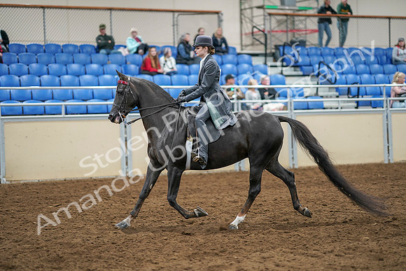 2020 - AB Morgan Horse - Sat, Sept 05 - 13577