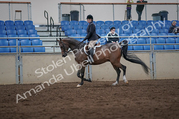 2019 Morgan Horse Show - Sept 01, 2019 - 08591