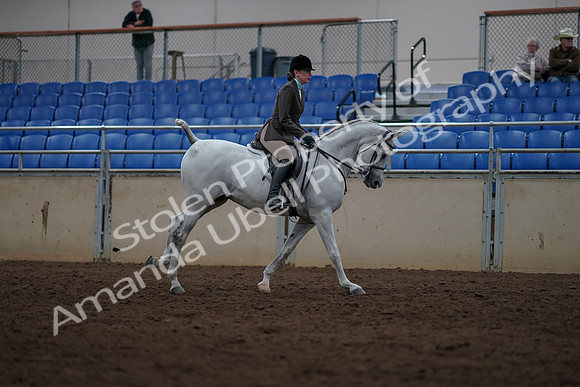2019 Morgan Horse Show - Sept 01, 2019 - 08829