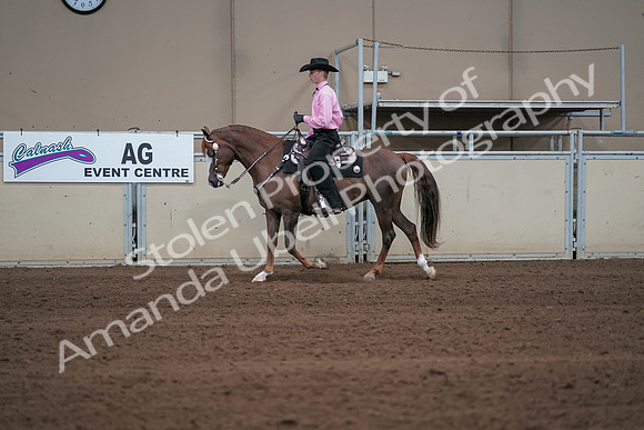 2019 Morgan Horse Show - Sept 01, 2019 - 06899