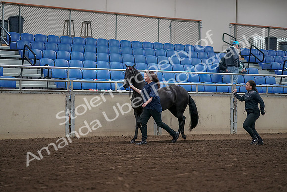 2019 Morgan Horse Show - Aug 31, 2019 - 00495