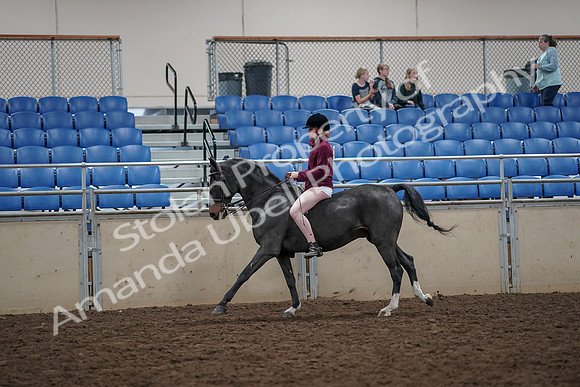 2019 Morgan Horse Show - Aug 30, 2019 - 31304