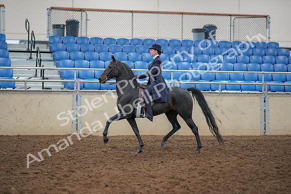 2019 Morgan Horse Show - Aug 30, 2019 - 12176