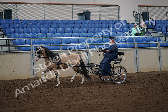 2019 Morgan Horse Show - Aug 30, 2019 - 13108