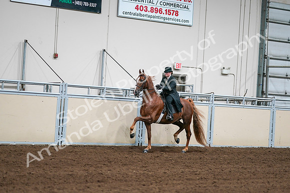2020 - AB Morgan Horse - Sat, Sept 05 - 08026