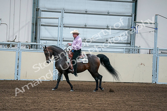 2020 - AB Morgan Horse - Fri, Sept 04 - 00536