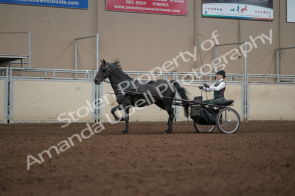 2019 Morgan Horse Show - Aug 31, 2019 - 04688