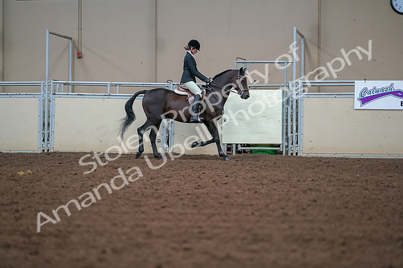 2019 Morgan Horse Show - Aug 30, 2019 - 20799