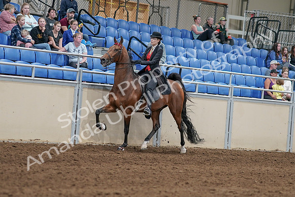 2020 - AB Morgan Horse - Sat, Sept 05 - 06709
