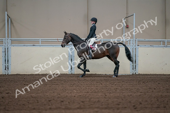 2019 Morgan Horse Show - Sept 01, 2019 - 03987