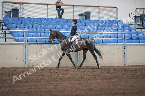 2019 Morgan Horse Show - Sept 01, 2019 - 03656