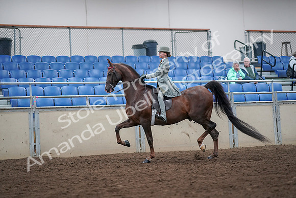 2019 Morgan Horse Show - Aug 30, 2019 - 17780