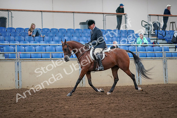 2019 Morgan Horse Show - Aug 30, 2019 - 16284