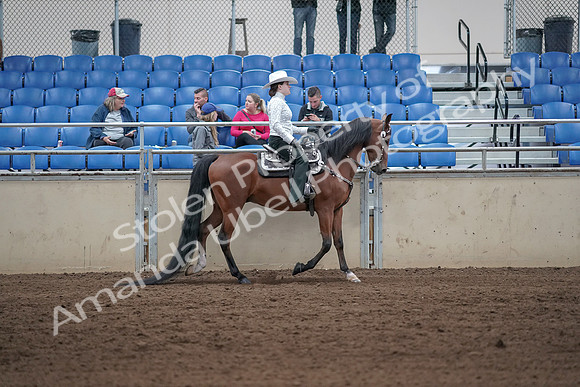 2019 Morgan Horse Show - Sept 01, 2019 - 07147