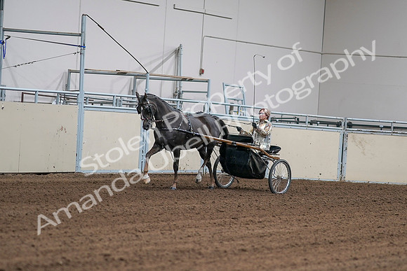 2020 - AB Morgan Horse - Sat, Sept 05 - 05860