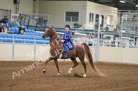 2020 - AB Morgan Horse - Fri, Sept 04 - 04872