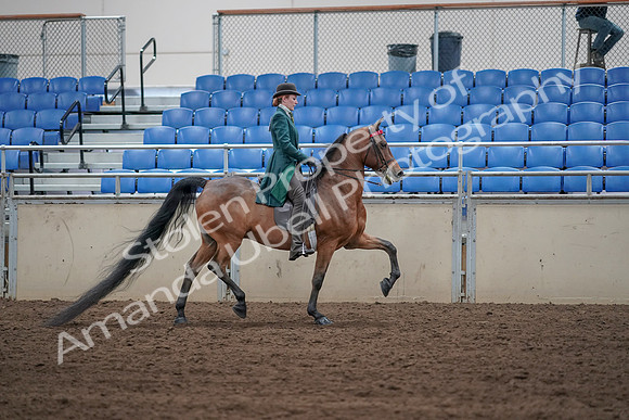 2019 Morgan Horse Show - Sept 01, 2019 - 13306