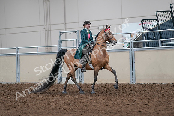 2020 - AB Morgan Horse - Sat, Sept 05 - 13850