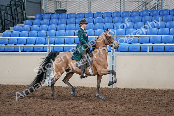 2020 - AB Morgan Horse - Sat, Sept 05 - 13876