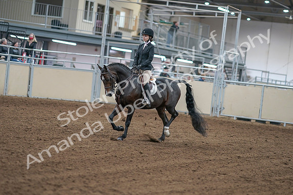 2020 - AB Morgan Horse - Fri, Sept 04 - 05796