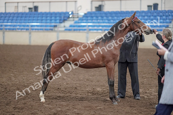 2019 Morgan Horse Show - Aug 31, 2019 - 00155