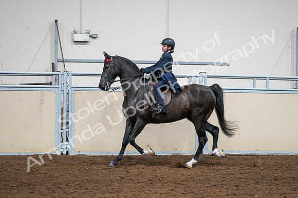 2020 - AB Morgan Horse - Fri, Sept 04 - 03021
