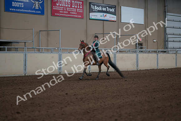 2019 Morgan Horse Show - Sept 01, 2019 - 13439