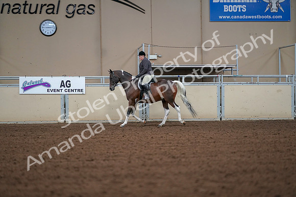 2019 Morgan Horse Show - Aug 30, 2019 - 16156