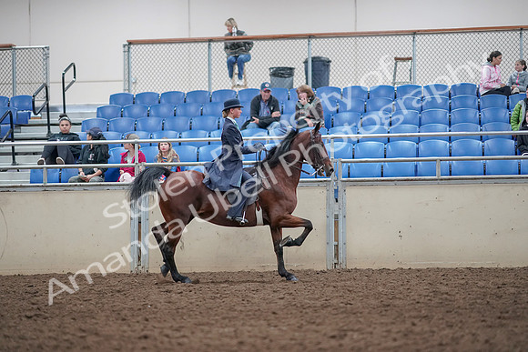 2019 Morgan Horse Show - Aug 31, 2019 - 09603