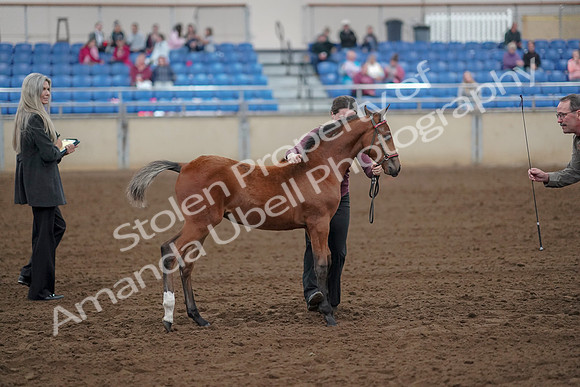 2019 Morgan Horse Show - Aug 30, 2019 - 24811