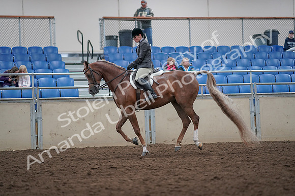 2019 Morgan Horse Show - Aug 31, 2019 - 16052