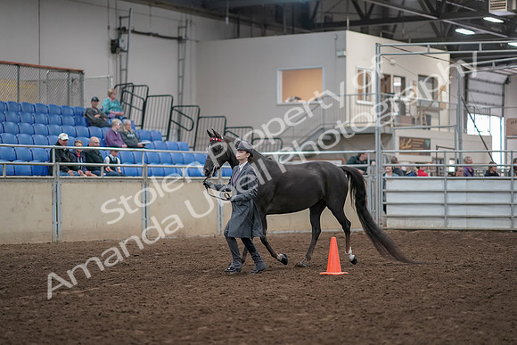 2019 Morgan Horse Show - Aug 31, 2019 - 02101