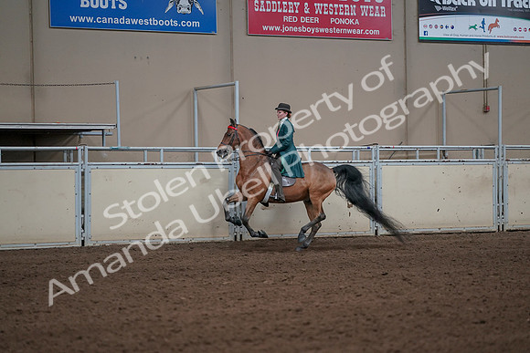2019 Morgan Horse Show - Sept 01, 2019 - 13231