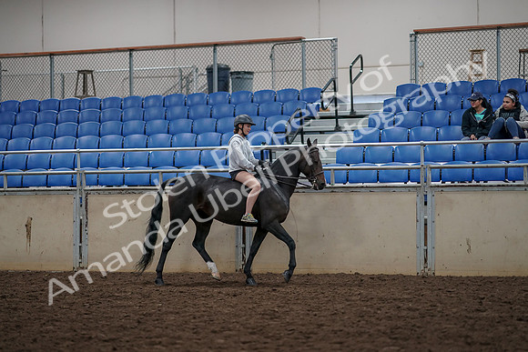 2019 Morgan Horse Show - Aug 30, 2019 - 31377
