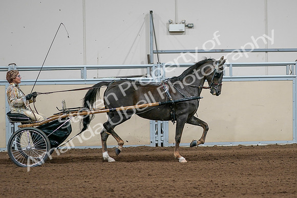 2020 - AB Morgan Horse - Sat, Sept 05 - 05904
