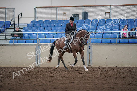 2019 Morgan Horse Show - Aug 31, 2019 - 16191