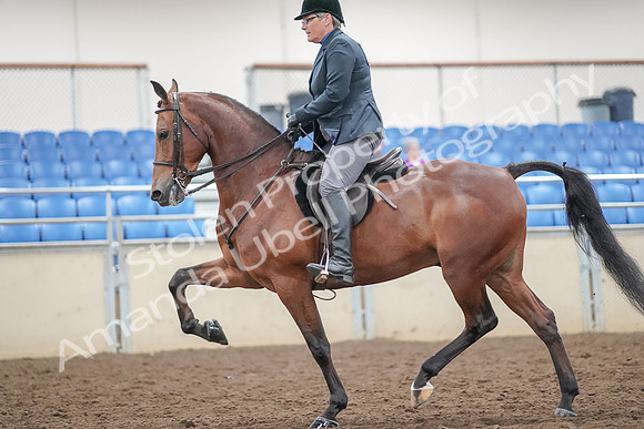 2019 Morgan Horse Show - Aug 30, 2019 - 20481