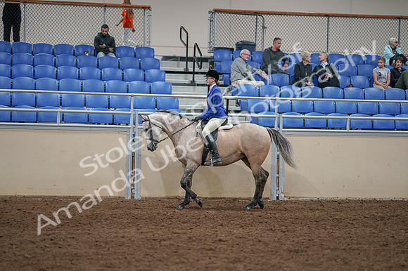 2020 - AB Morgan Horse - Fri, Sept 04 - 10342