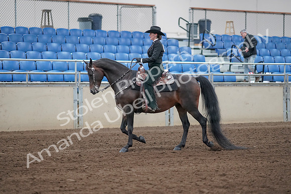 2019 Morgan Horse Show - Sept 01, 2019 - 11195