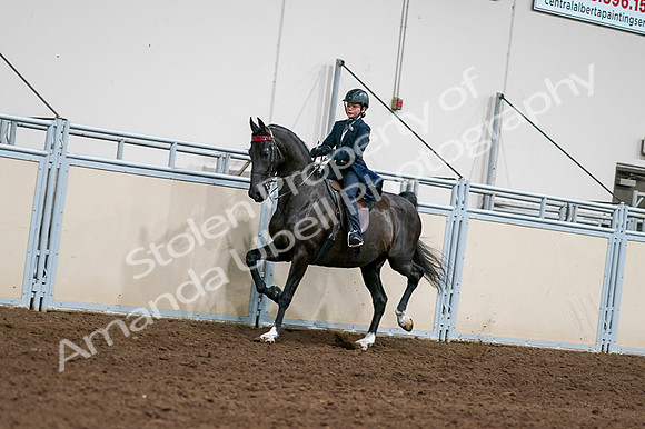 2020 - AB Morgan Horse - Fri, Sept 04 - 03208