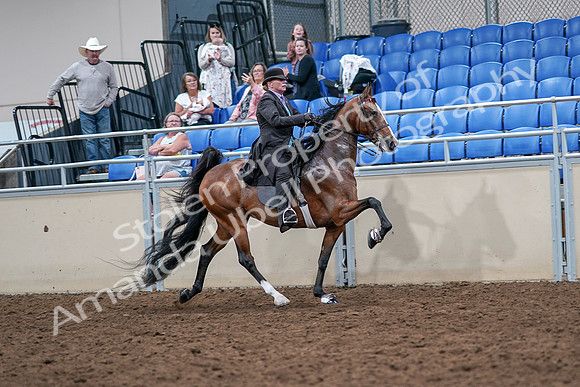 2020 - AB Morgan Horse - Sat, Sept 05 - 13216