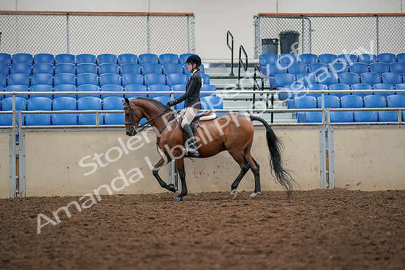2019 Morgan Horse Show - Aug 30, 2019 - 23143