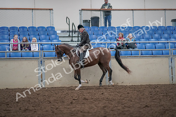 2019 Morgan Horse Show - Aug 31, 2019 - 16029