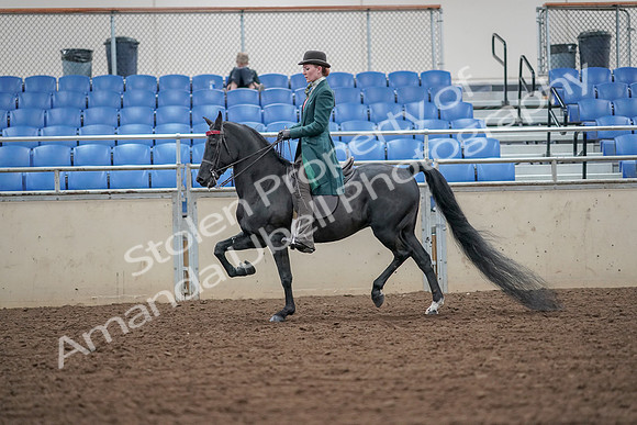 2019 Morgan Horse Show - Aug 30, 2019 - 15411