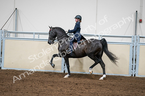 2020 - AB Morgan Horse - Fri, Sept 04 - 03265