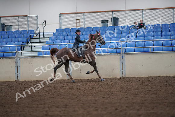 2019 Morgan Horse Show - Aug 30, 2019 - 18057