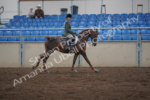 2019 Morgan Horse Show - Sept 01, 2019 - 08782