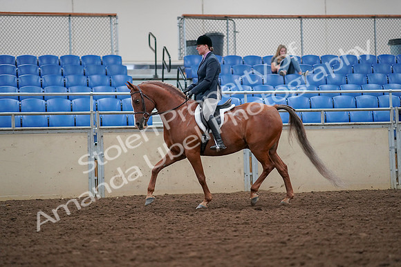 2019 Morgan Horse Show - Aug 30, 2019 - 16189