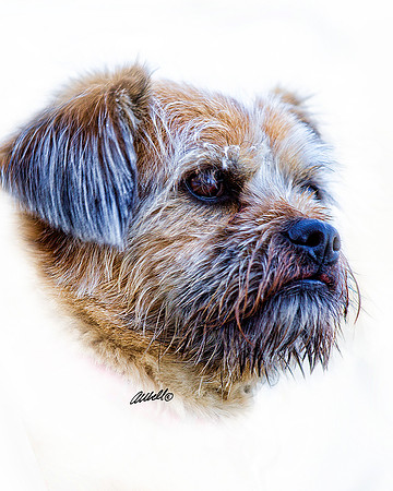 Dogs and Cats - 028